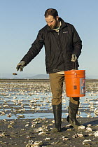 Snowy Plover (Charadrius nivosus) biologist, Ben Pearl, spreading oystershells in salt pond, which snowy plovers can use for camouflage, Eden Landing Ecological Reserve, Union City, Bay Area, Californ...