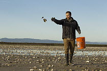 Snowy Plover (Charadrius nivosus) biologist, Ben Pearl, spreading oystershells in salt pond, which snowy plovers can use for camouflage, Eden Landing Ecological Reserve, Union City, Bay Area, Californ...