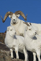 Dall's Sheep (Ovis dalli) ram, lamb, and ewe, Yukon Territory, Canada