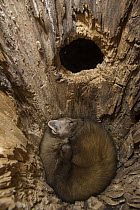 American Marten (Martes americana) sleeping in tree cavity, Alaska