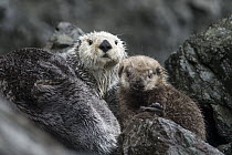 Sea Otter (Enhydra lutris) mother and pup on land, Alaska