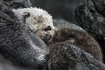 Sea Otter (Enhydra lutris) mother and pup sleeping on land, Alaska
