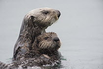 Sea Otter (Enhydra lutris) mother securing pup while looking for danger, Alaska