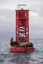 Steller's Sea Lion (Eumetopias jubatus) group on buoy, Alaska
