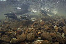 Pink Salmon (Oncorhynchus gorbuscha) trio spawning, Prince William Sound, Alaska