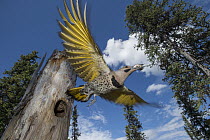 Northern Flicker (Colaptes auratus) carrying fecal sac from nest cavity in forest, Alaska
