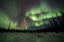 Aurora borealis over taiga in winter, Alaska