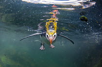 Royal Penguin (Eudyptes schlegeli) floating at surface, Macquarie Island, Australia