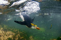 Royal Penguin (Eudyptes schlegeli) trio swimming, Macquarie Island, Australia