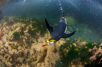 Royal Penguin (Eudyptes schlegeli) swimming, Macquarie Island, Australia