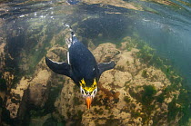 Royal Penguin (Eudyptes schlegeli) swimming, Macquarie Island, Australia