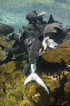Dusky Chub (Girella freminvillei) school feeding on Yellowfin Tuna (Thunnus albacares) carcass, Punta Albemarle, Isabela Island, Galapagos Islands, Ecuador
