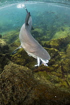 Black-tip Shark (Carcharhinus limbatus) feeding on Yellowfin Tuna (Thunnus albacares) carcass, Punta Albemarle, Isabela Island, Galapagos Islands, Ecuador
