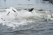 Galapagos Sea Lion (Zalophus wollebaeki) and Black-tip Shark (Carcharhinus limbatus) group hunting Yellowfin Tuna (Thunnus albacares), Punta Albemarle, Isabela Island, Galapagos Islands, Ecuador