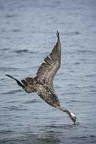 Brown Pelican (Pelecanus occidentalis) plunge diving, Espumilla Beach, Santiago Island, Galapagos Islands, Ecuador