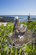 Brown Pelican (Pelecanus occidentalis) on nest with eggs along coast, Santa Cruz Island, Galapagos Islands, Ecuador