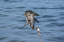 Brown Pelican (Pelecanus occidentalis) plunge diving, Urvina Bay, Isabela Island, Galapagos Islands, Ecuador