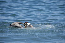 Brown Pelican (Pelecanus occidentalis) catching fish, Urvina Bay, Isabela Island, Galapagos Islands, Ecuador