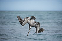 Brown Pelican (Pelecanus occidentalis) plunge diving, Urvina Bay, Isabela Island, Galapagos Islands, Ecuador, sequence 2 of 4