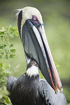 Brown Pelican (Pelecanus occidentalis), Urvina Bay, Isabela Island, Galapagos Islands, Ecuador