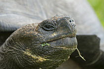Eastern Santa Cruz Tortoise (Chelonoidis nigra donfaustoi), newly described species, Cerro Mesa, Santa Cruz Island, Galapagos Islands, Ecuador