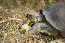 Saddleback Galapagos Tortoise (Chelonoidis nigra hoodensis) young feeding, Fausto Llerena Tortoise Center, Santa Cruz Island, Galapagos Islands, Ecuador