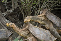Saddleback Galapagos Tortoise (Chelonoidis nigra hoodensis) pair mating, Santa Fe Island, Galapagos Islands, Ecuador