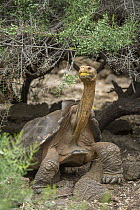 Saddleback Galapagos Tortoise (Chelonoidis nigra hoodensis), Fausto Llerena Tortoise Center, Santa Cruz Island, Galapagos Islands, Ecuador