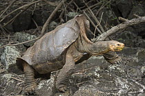 Saddleback Galapagos Tortoise (Chelonoidis nigra hoodensis), Fausto Llerena Tortoise Center, Santa Cruz Island, Galapagos Islands, Ecuador