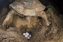 Saddleback Galapagos Tortoise (Chelonoidis nigra hoodensis) female laying eggs in nest, Fausto Llerena Tortoise Center, Santa Cruz Island, Galapagos Islands, Ecuador