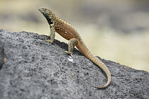 Hood Lava Lizard (Microlophus delanonis), Punta Suarez, Espanola Island, Galapagos Islands, Ecuador