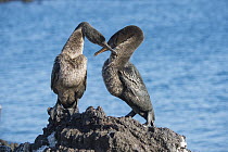 Flightless Cormorant (Phalacrocorax harrisi) pair courting, Puerto Pajas, Isabela Island, Galapagos Islands, Ecuador