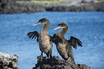 Flightless Cormorant (Phalacrocorax harrisi) pair courting, Puerto Pajas, Isabela Island, Galapagos Islands, Ecuador