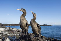 Flightless Cormorant (Phalacrocorax harrisi) pair, Puerto Pajas, Isabela Island, Galapagos Islands, Ecuador