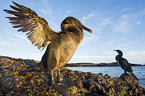 Flightless Cormorant (Phalacrocorax harrisi) pair on coast, Puerto Pajas, Isabela Island, Galapagos Islands, Ecuador