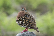 Galapagos Dove (Zenaida galapagoensis), Punta Suarez, Espanola Island, Galapagos Islands, Ecuador