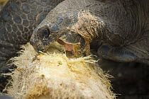 Galapagos Giant Tortoise (Chelonoidis nigra) hybrid feeding on Opuntia (Opuntia sp) cactus, Fausto Llerena Tortoise Center, Santa Cruz Island, Galapagos Islands, Ecuador
