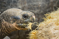 Galapagos Giant Tortoise (Chelonoidis nigra) hybrid feeding on Opuntia (Opuntia sp) cactus, Fausto Llerena Tortoise Center, Santa Cruz Island, Galapagos Islands, Ecuador