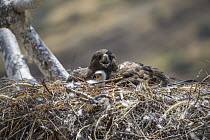 Galapagos Hawk (Buteo galapagoensis) parent and chick panting in nest, Sullivan Bay, Santiago Island, Galapagos Islands, Ecuador