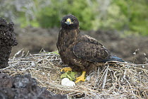 Galapagos Hawk (Buteo galapagoensis) on nest with eggs, Cape Hammond, Fernandina Island, Galapagos Islands, Ecuador