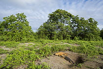 Galapagos Land Iguana (Conolophus subcristatus) pair near burrow, Punta Moreno, Isabela Island, Galapagos Islands, Ecuador