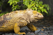 Galapagos Land Iguana (Conolophus subcristatus), Punta Moreno, Isabela Island, Galapagos Islands, Ecuador