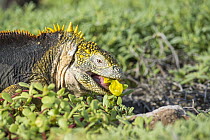 Galapagos Land Iguana (Conolophus subcristatus) feeding on flower, Plazas Island, Galapagos Islands, Ecuador