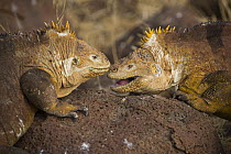 Galapagos Land Iguana (Conolophus subcristatus) pair facing off, Seymour Island, Galapagos Islands, Ecuador