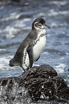Galapagos Penguin (Spheniscus mendiculus), Sombrero Chino Island, Santiago Island, Galapagos Islands, Ecuador