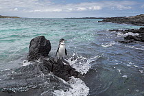 Galapagos Penguin (Spheniscus mendiculus) on coastal rock, Sombrero Chino Island, Santiago Island, Galapagos Islands, Ecuador