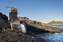 Galapagos Penguin (Spheniscus mendiculus) pair on coast, Sullivan Bay, Santiago Island, Galapagos Islands, Ecuador