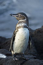 Galapagos Penguin (Spheniscus mendiculus), Cape Hammond, Fernandina Island, Galapagos Islands, Ecuador