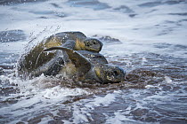 Green Sea Turtle (Chelonia mydas) pair mating in the surf, Espumilla Beach, Santiago Island, Galapagos Islands, Ecuador