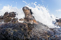Marine Iguana (Amblyrhynchus cristatus) getting hit by wave, Academy Bay, Santa Cruz Island, Galapagos Islands, Ecuador